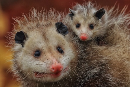 Opossum and Baby