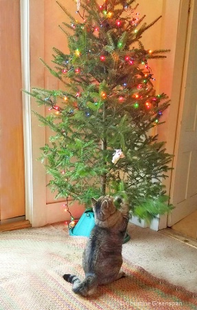 Rupert Wrecks The Tree Again This Year!
