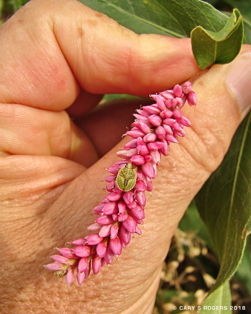 green on pink