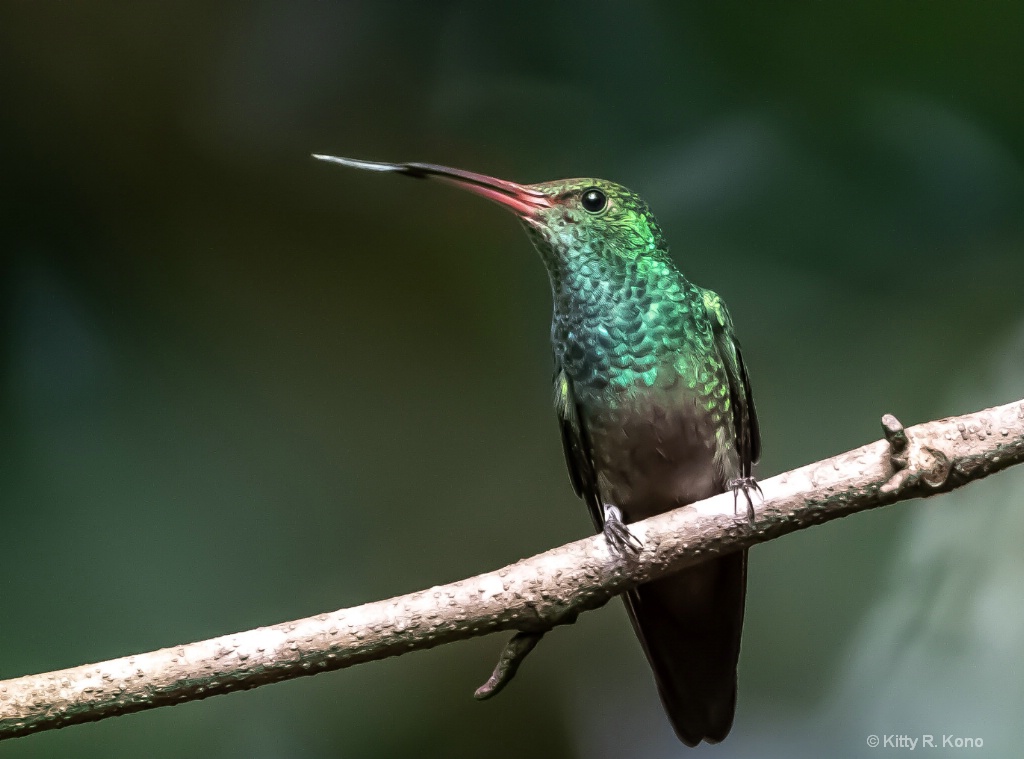 Hummingbirds Tongue - ID: 15668250 © Kitty R. Kono