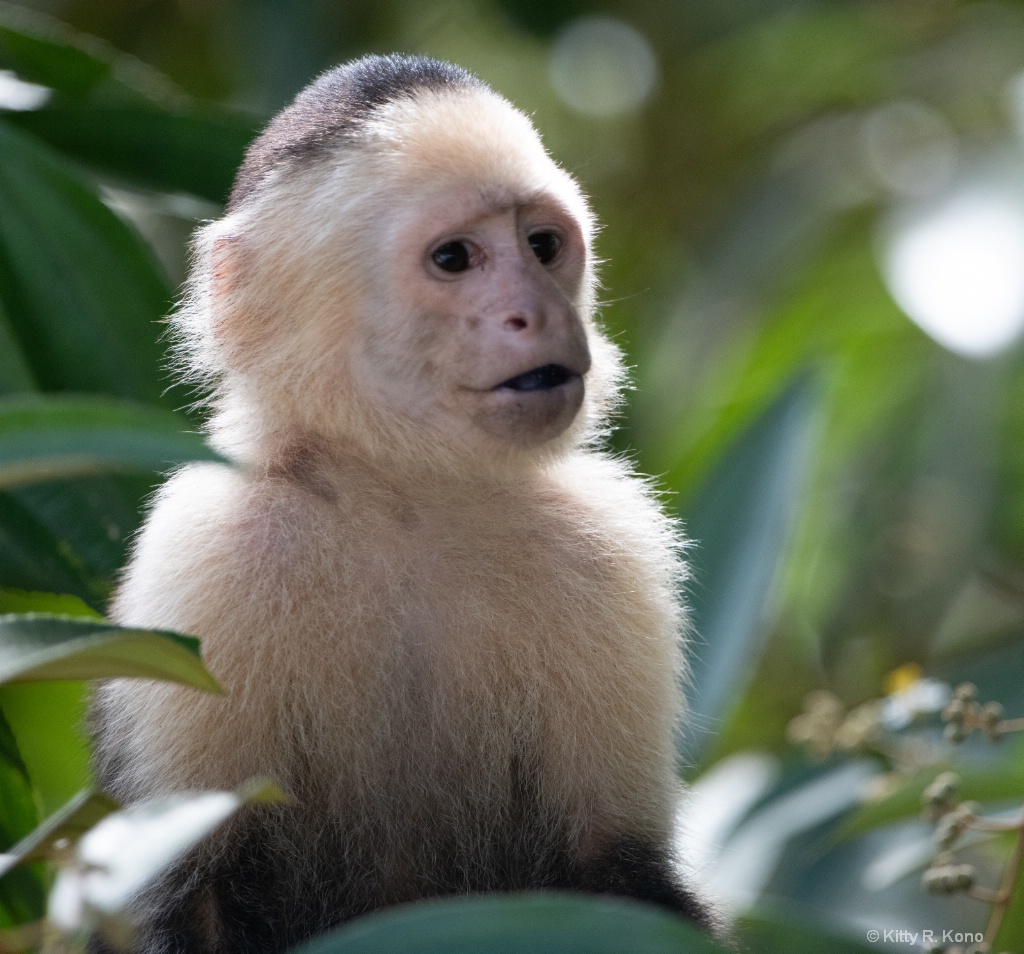 White Headed Capuchin Monkey - ID: 15668251 © Kitty R. Kono