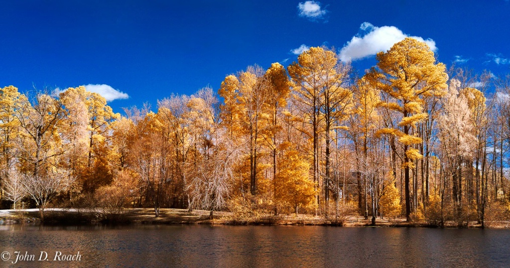 Trees in Winter - Infrared - ID: 15668280 © John D. Roach