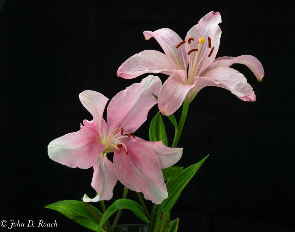 The Christmas Lily-Color - ID: 15668281 © John D. Roach