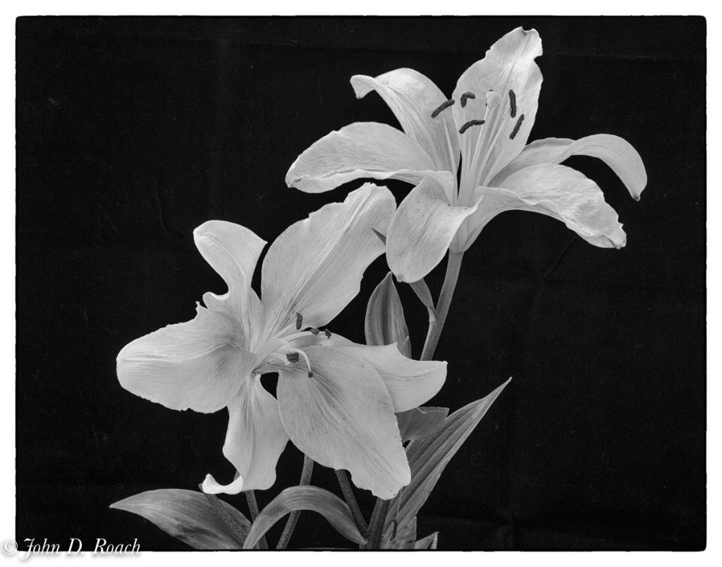 The Christmas Lily-Mono - ID: 15668282 © John D. Roach