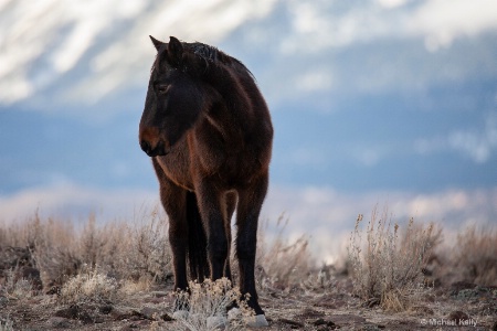 Wild Horse in Winter Coat