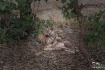 Tiger and kill.