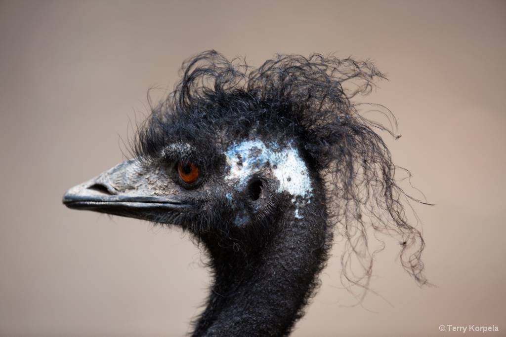 Emu - ID: 15668370 © Terry Korpela
