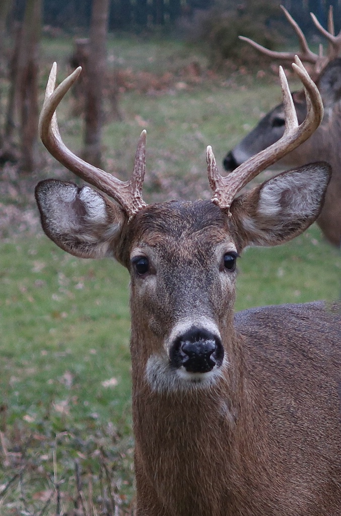 Ohio Whitetail Buck