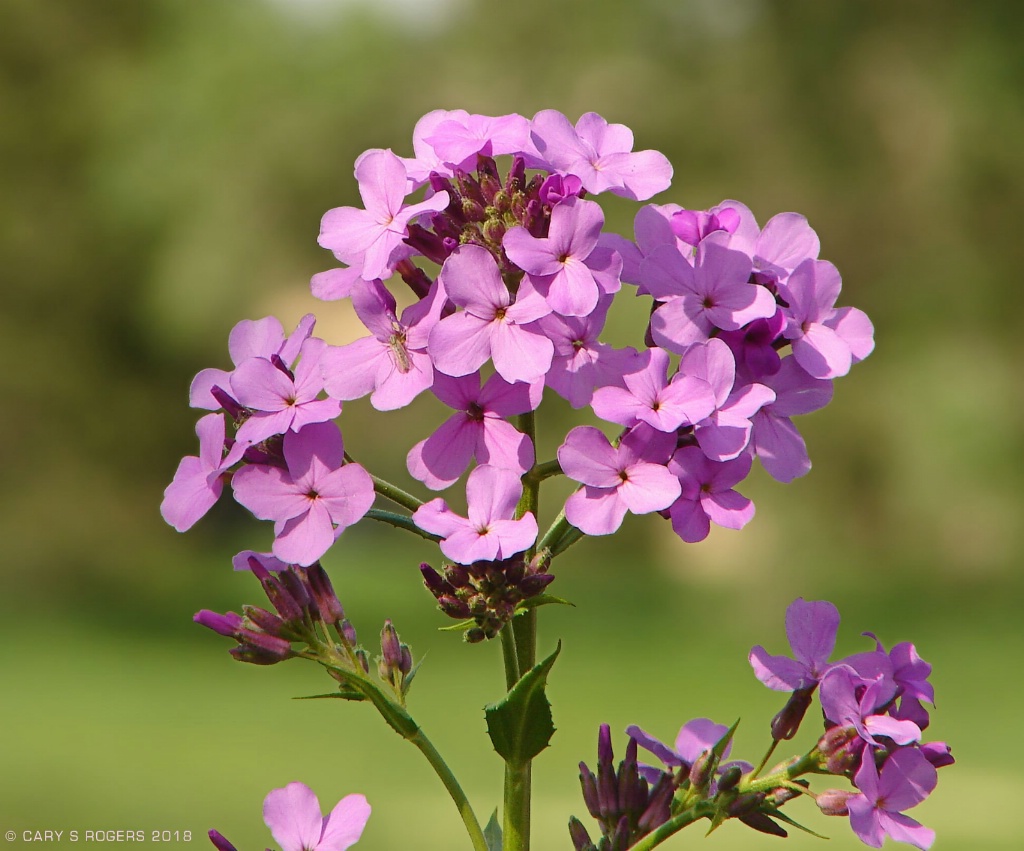 Lavender Pink Wildflowers