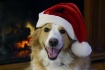 Santa's Litt...