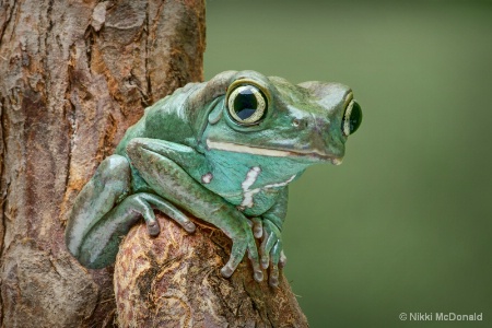 Waxy Monkey Tree Frog