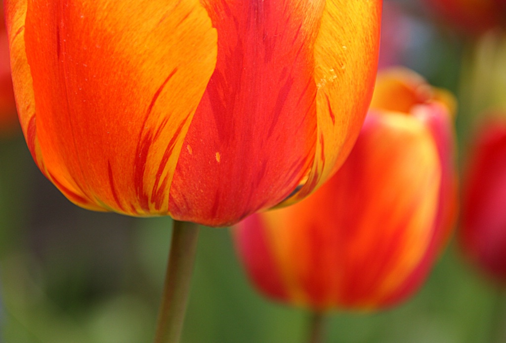 Orange tulip