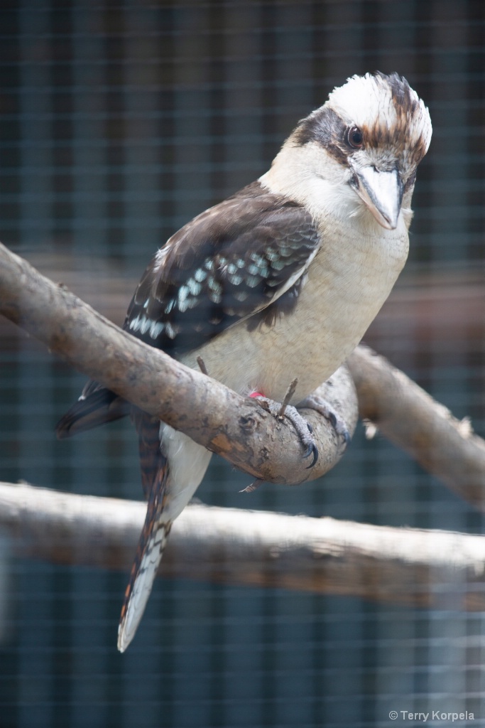 Kookaburra - ID: 15668463 © Terry Korpela