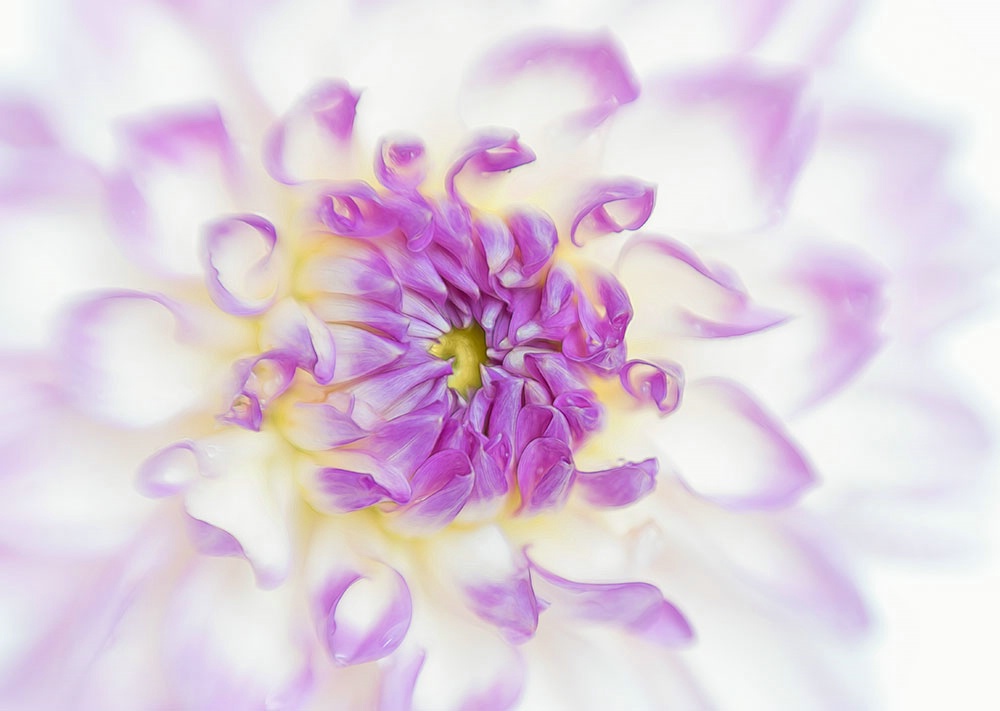 Purple & White Dahlia