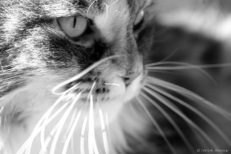 Kitty Whiskers