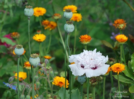 Massachusetts Flora