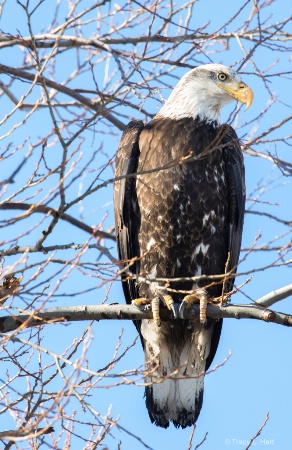 Juvenile Bald Eagle