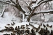 Ducks in Winter 