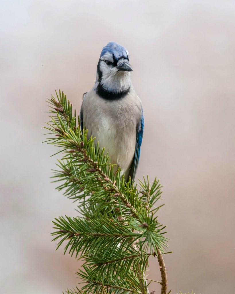 Blue Jay