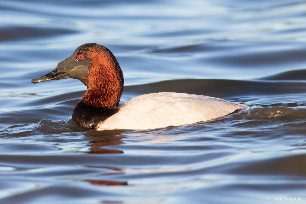 Canvasback Duck With Muck on its Face - ID: 15669311 © Terry Korpela
