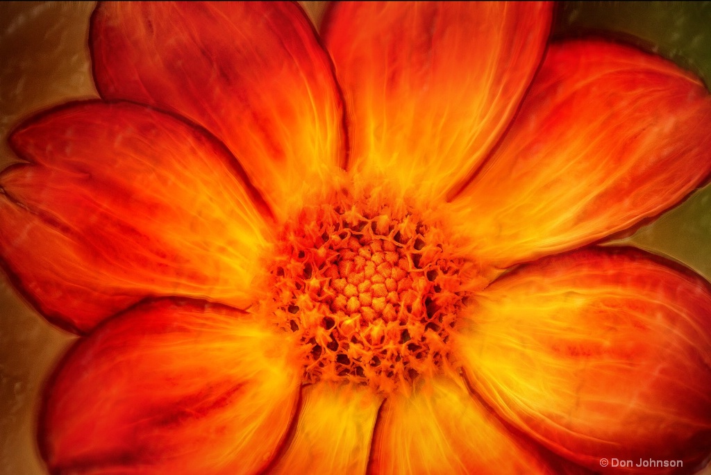 Artistic Orange Dahlia 6-0 F LR 9-30-18 J077