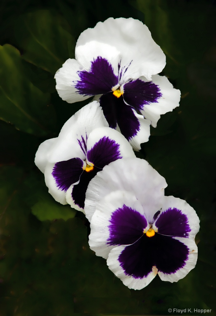 Pansy Trio