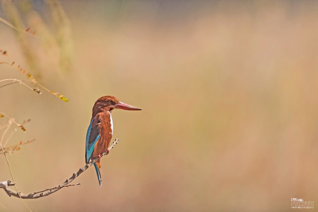 Brown Kingfisher (Halcyon amauroptera)