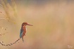 Brown Kingfisher ...