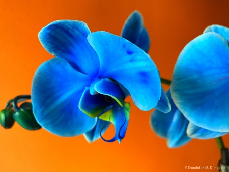 ~ ~ BLUE-LIPPED ORCHIDS ~ ~