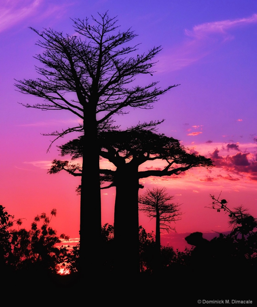 ~ ~ SUNSET IN THE BAOBABS ~ ~!