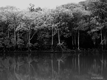 Mangroves at low tide