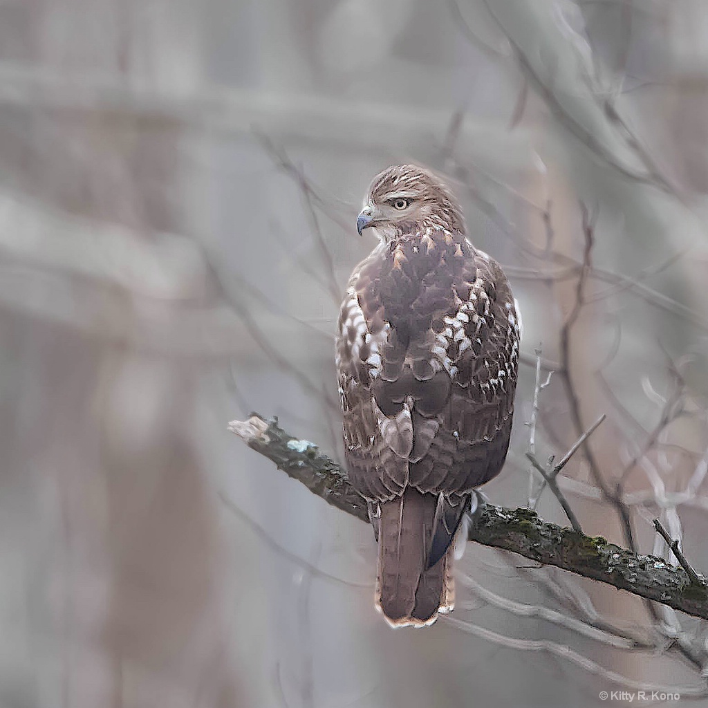 Hawk in the Woods 