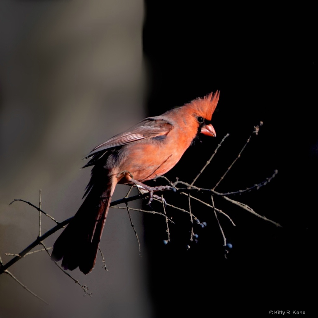 Cardinal in the Woods