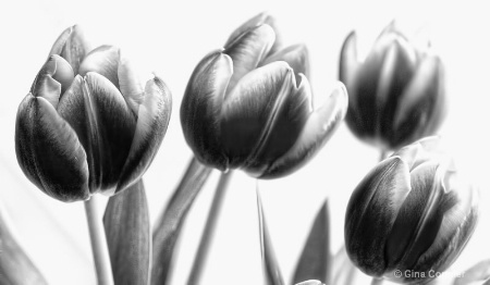 Tulips