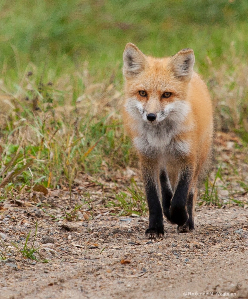 Fox stroll - ID: 15670576 © Roxanne M. Westman