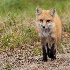 © Roxanne M. Westman PhotoID# 15670576: Fox stroll