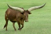 Texas Long Longho...