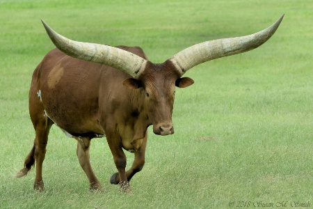 Texas Long Longhorn