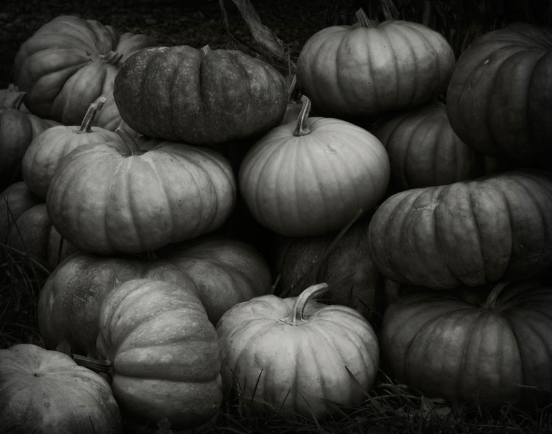 Pumpkins for Sale