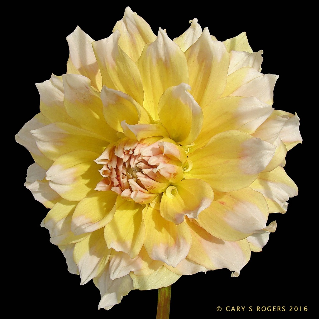 Angie's Dahlia