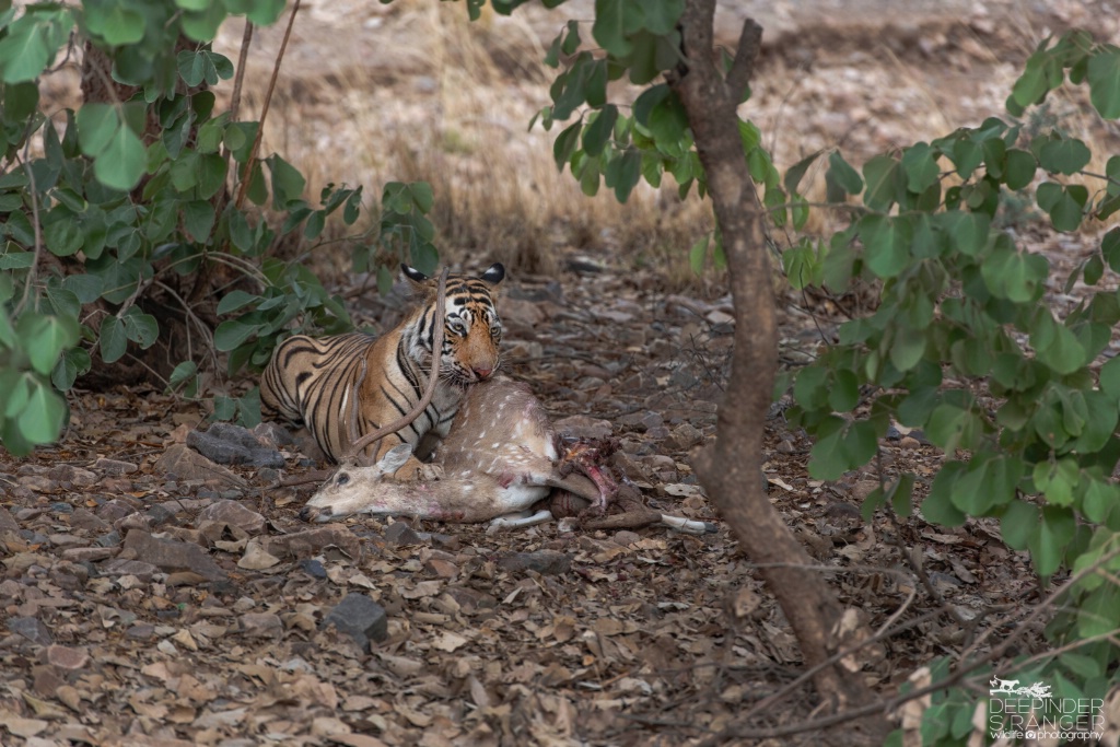 Tiger and deer kill.