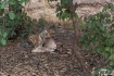 Tiger and deer ki...