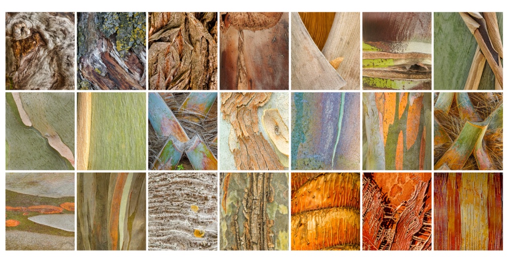 Bark Collection