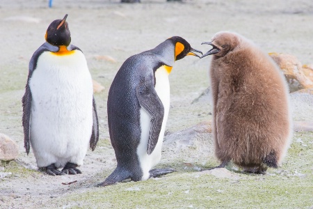 King Penguin Family