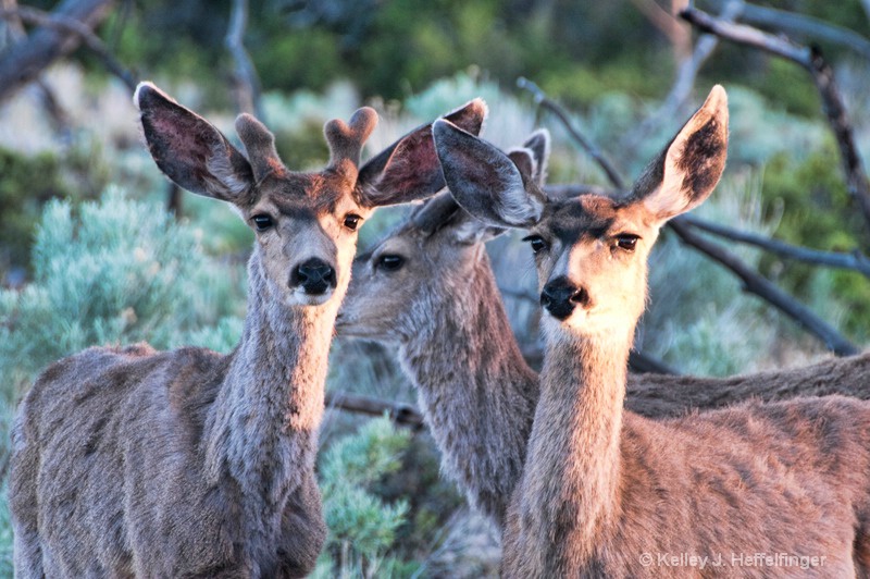 Deer Crossing - ID: 15670815 © Kelley J. Heffelfinger