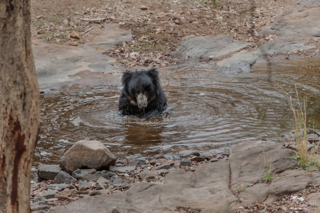 Sloth bear having a bath !(2)