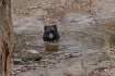 Sloth bear having...