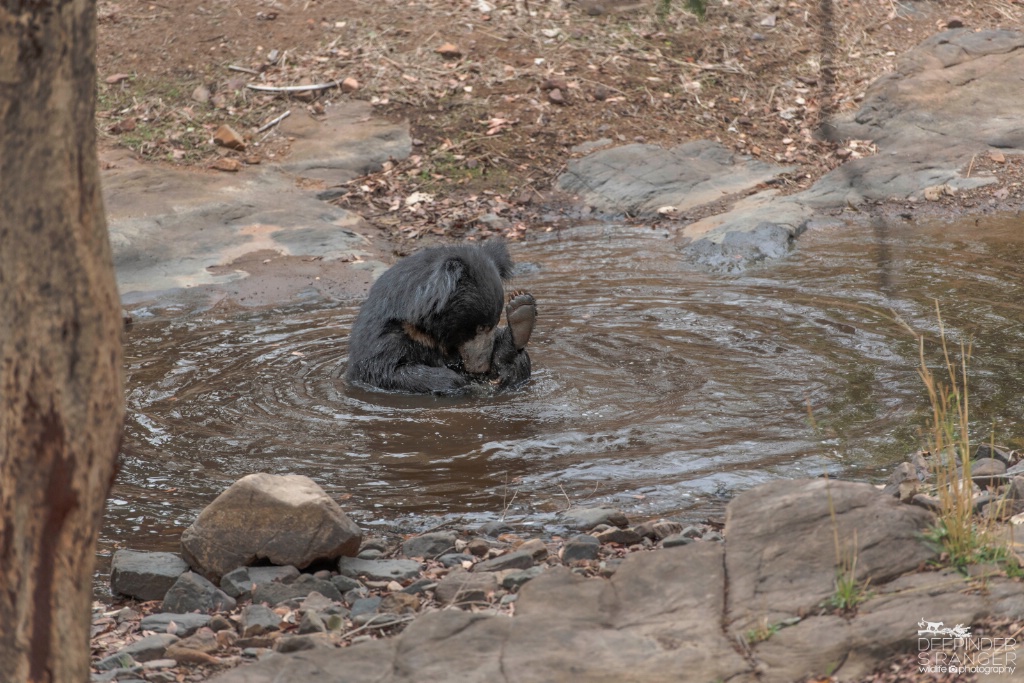 Sloth bear having a bath !(1)