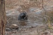 Sloth bear having...