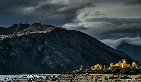 Trees landscape